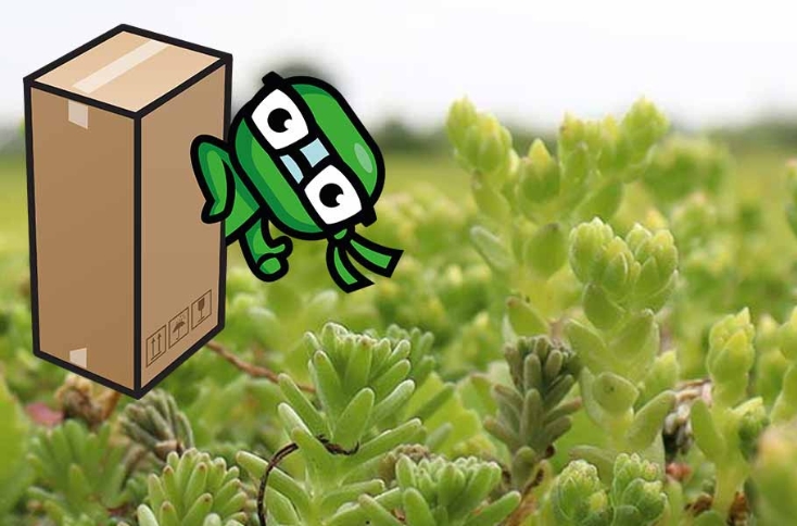 Case voor New World Ninjas